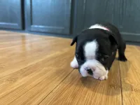 Pink, a female Boston Terrier for sale in Campbellsville, KY – 3 of 6