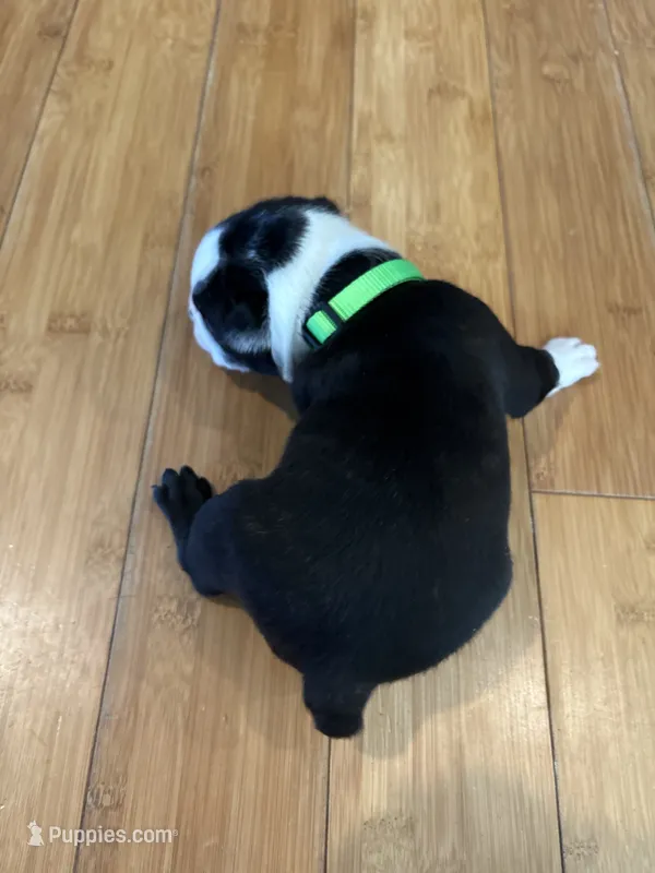 Green  – Boston Terrier puppy for sale in Campbellsville, KY