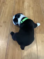 Green , a male Boston Terrier for sale in Campbellsville, KY – 1 of 6