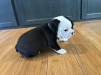 Light blue , a female Boston Terrier for sale in Campbellsville, KY – 3 of 9