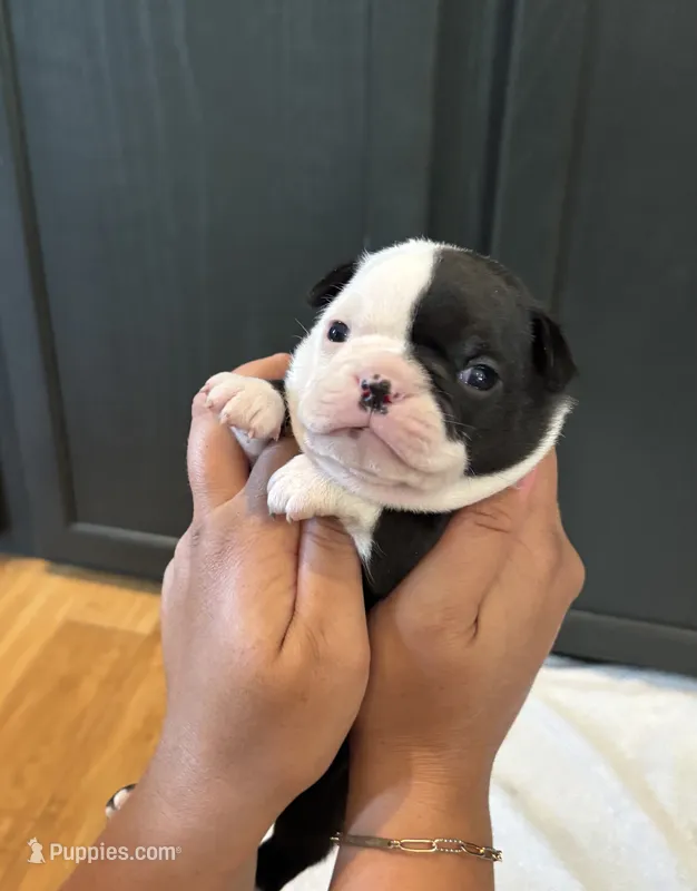 Light blue  – Boston Terrier puppy for sale in Campbellsville, KY