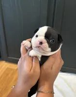 Light blue , a female Boston Terrier for sale in Campbellsville, KY – 1 of 9