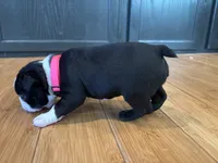 Pink, a female Boston Terrier for sale in Campbellsville, KY – 6 of 6