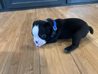 Blue, a male Boston Terrier for sale in Campbellsville, KY – 3 of 5