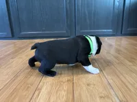 Green , a male Boston Terrier for sale in Campbellsville, KY – 3 of 6