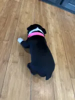 Pink, a female Boston Terrier for sale in Campbellsville, KY – 4 of 6