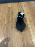 Light blue , a female Boston Terrier for sale in Campbellsville, KY – 4 of 9