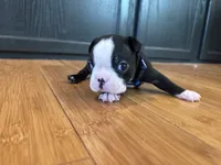 Blue, a male Boston Terrier for sale in Campbellsville, KY – 2 of 5