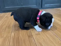 Pink, a female Boston Terrier for sale in Campbellsville, KY – 5 of 6