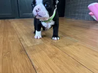 Green , a male Boston Terrier for sale in Campbellsville, KY – 6 of 6