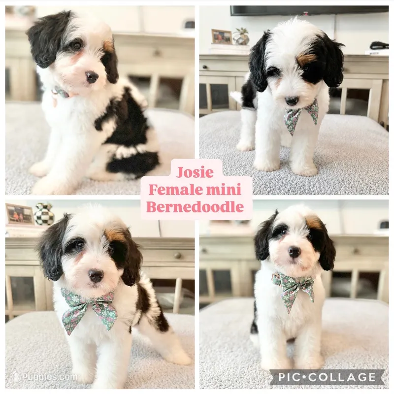 Josie – Miniature Bernedoodle puppy for sale in Port Orange, FL