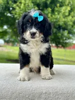 Daisy, a female Bernedoodle for sale in Port Orange, FL – 2 of 2