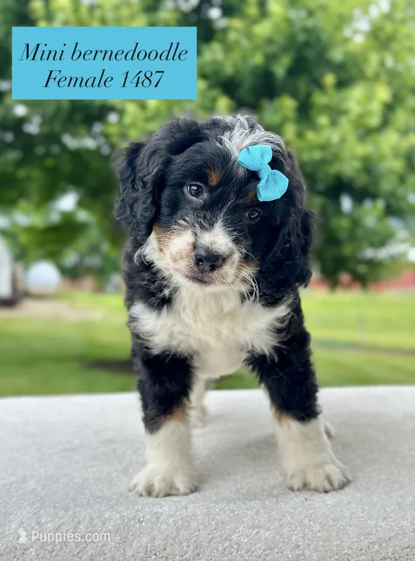 Daisy – Bernedoodle puppy for sale in Port Orange, FL