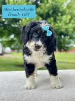 Daisy, a female Bernedoodle for sale in Port Orange, FL – 1 of 2