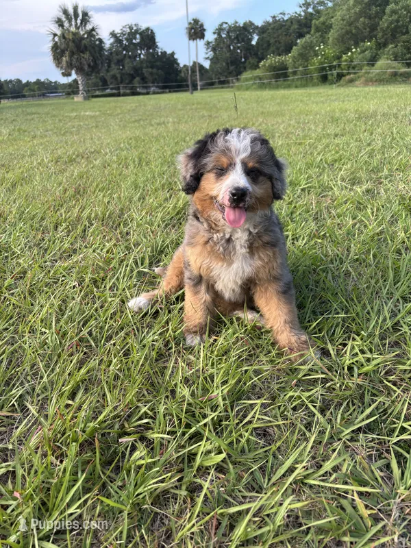 Lyla  – Miniature Bernedoodle puppy for sale in Port Orange, FL