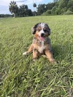Lyla , a female Miniature Bernedoodle for sale in Port Orange, FL – 1 of 3