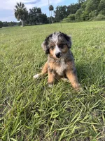 Lyla , a female Miniature Bernedoodle for sale in Port Orange, FL – 3 of 3
