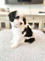 Josie, a female Miniature Bernedoodle for sale in Port Orange, FL – 3 of 3