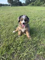 Lyla , a female Miniature Bernedoodle for sale in Port Orange, FL – 2 of 3