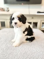 Josie, a female Miniature Bernedoodle for sale in Port Orange, FL – 2 of 3