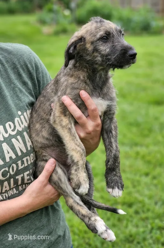 Brindle male – Irish Wolfhound puppy for sale in Omaha, AR