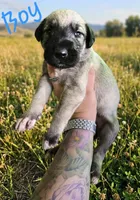 Wheaton male 1, a male Irish Wolfhound for sale in Omaha, AR – 1 of 1
