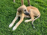 Red Wheaton male , a male Irish Wolfhound for sale in Omaha, AR – 1 of 2
