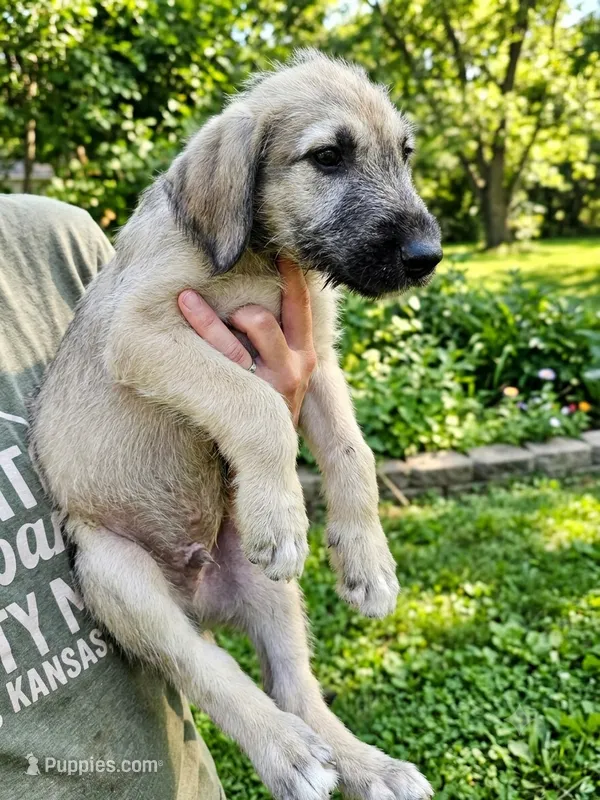 Wheaton male 3 – Irish Wolfhound puppy for sale in Omaha, AR