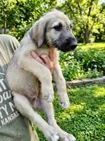 Wheaton male 3, a male Irish Wolfhound for sale in Omaha, AR – 1 of 2