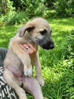 Red Wheaton male , a male Irish Wolfhound for sale in Omaha, AR – 1 of 1