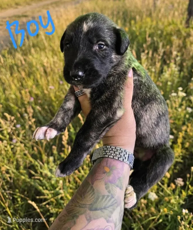 Brindle male, a male Irish Wolfhound for sale in Omaha, AR – 1 of 1