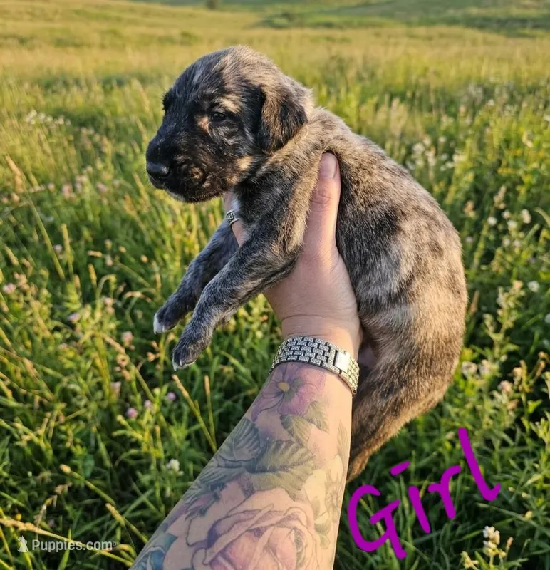 Female 1, a female Irish Wolfhound for sale in Omaha, AR – 1 of 1