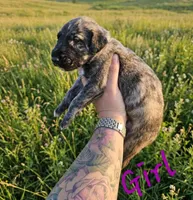 Female 1, a female Irish Wolfhound for sale in Omaha, AR – 1 of 1