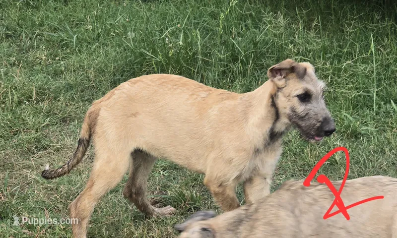 Red Wheaton male  – Irish Wolfhound puppy for sale in Omaha, AR