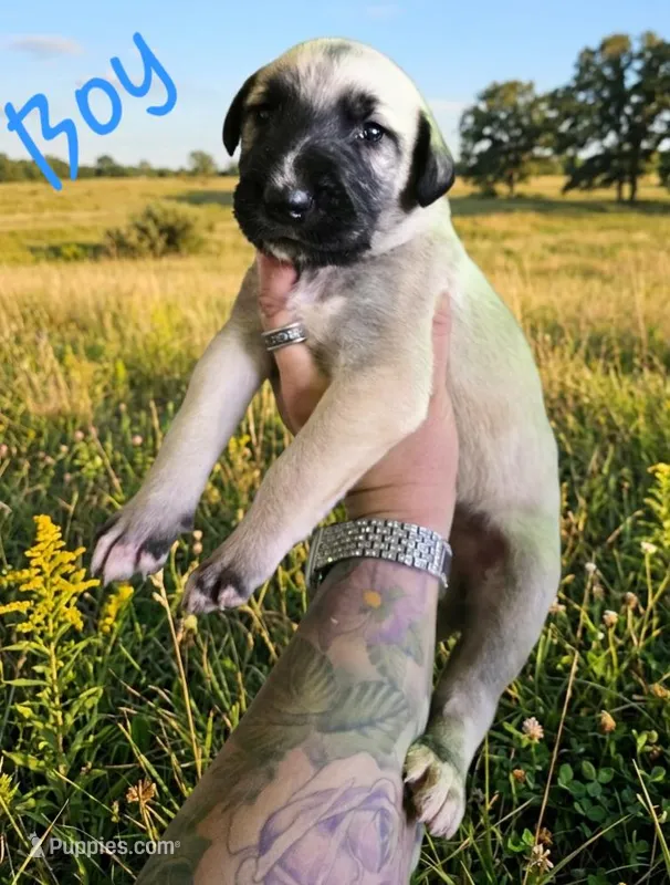 Wheaton male 3, a male Irish Wolfhound for sale in Omaha, AR – 1 of 1
