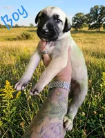 Wheaton male 3, a male Irish Wolfhound for sale in Omaha, AR – 1 of 1