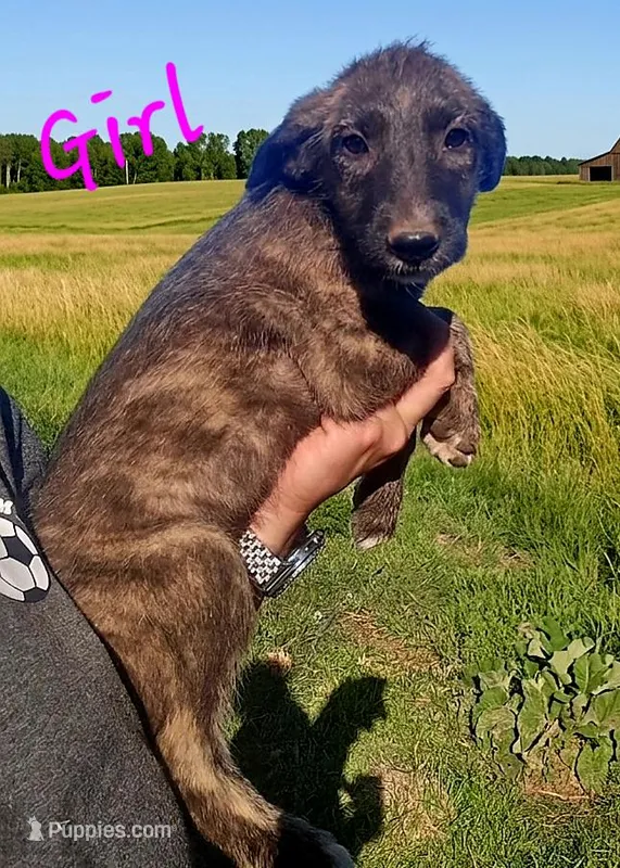 Female, a female Irish Wolfhound for sale in Omaha, AR – 1 of 3