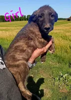 Female, a female Irish Wolfhound for sale in Omaha, AR – 1 of 3
