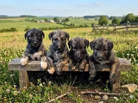 Female, a female Irish Wolfhound for sale in Omaha, AR – 3 of 3