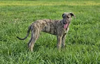 Female 2, a female Irish Wolfhound for sale in Omaha, AR – 1 of 2