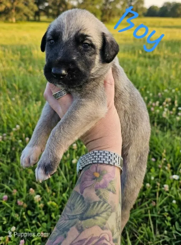 Wheaton male 2, a male Irish Wolfhound for sale in Omaha, AR – 1 of 1
