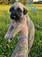 Wheaton male 2, a male Irish Wolfhound for sale in Omaha, AR – 1 of 1