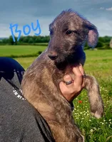 Boy 3, a male Irish Wolfhound for sale in Omaha, AR – 1 of 3