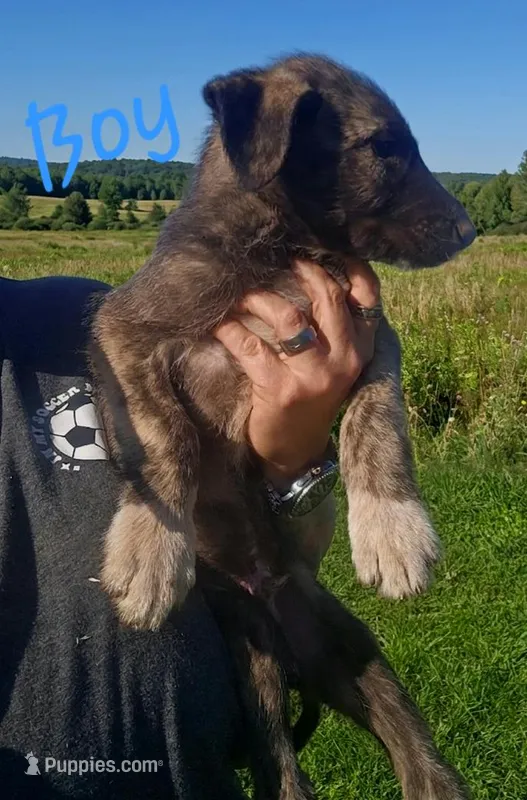 Boy 1, a male Irish Wolfhound for sale in Omaha, AR – 1 of 3
