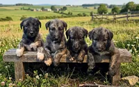 Boy 1, a male Irish Wolfhound for sale in Omaha, AR – 2 of 3