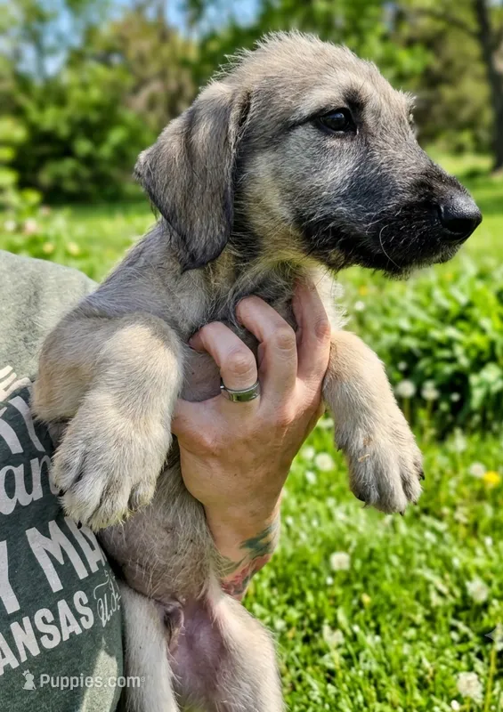 Wheaton male 2 – Irish Wolfhound puppy for sale in Omaha, AR