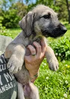 Wheaton male 2, a male Irish Wolfhound for sale in Omaha, AR – 1 of 2
