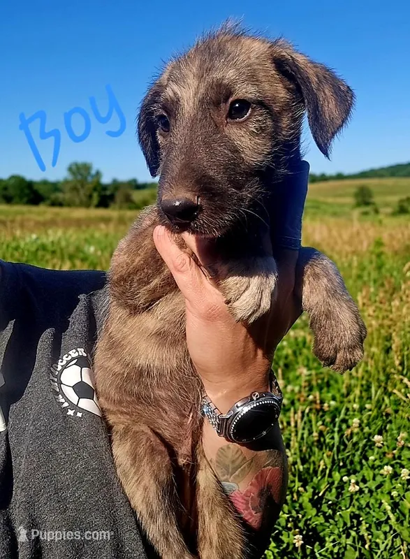 Boy 2, a male Irish Wolfhound for sale in Omaha, AR – 1 of 3