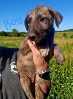 Boy 2, a male Irish Wolfhound for sale in Omaha, AR – 1 of 3