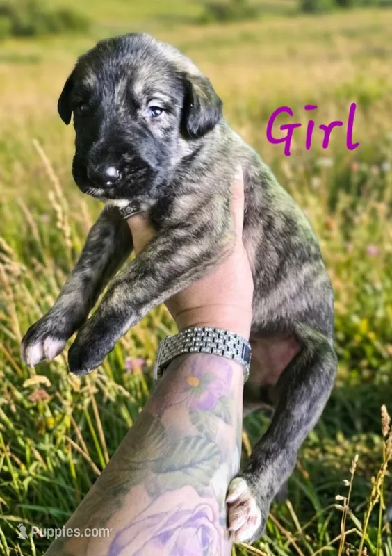 Female 2, a female Irish Wolfhound for sale in Omaha, AR – 1 of 1